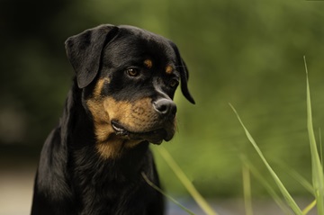 Hund auf Wiese